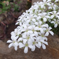 Saxifraga  'Ailsa Ruth'